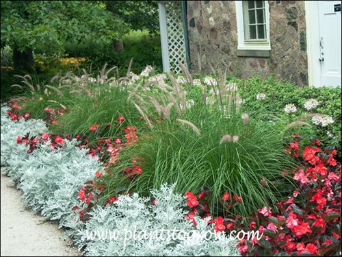 A great combination of Dusty Miller, Bronze Leaf Begonia and Chleome in the background.